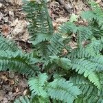 Polystichum acrostichoides ഇല