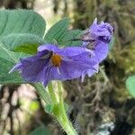 Solanum nudum Flower