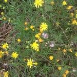 Senecio madagascariensis Flor