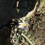 Crocus corsicus Flower