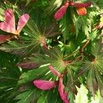 Acer japonicum Ліст