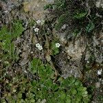 Sedum fragrans Habitus