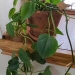 Philodendron hederaceum Yaprak