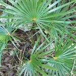 Coccothrinax barbadensis Frunză