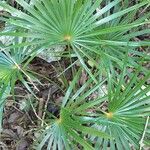 Coccothrinax barbadensis Hoja