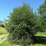 Ilex aquifolium Alkat (teljes növény)
