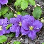 Clematis viticella Blomst