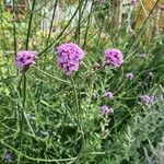 Verbena bonariensis花