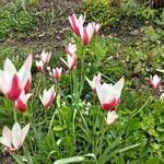 Tulipa clusiana