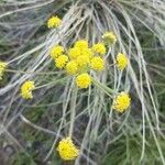 Lomatium triternatum Flower