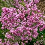 Erica australis Maua