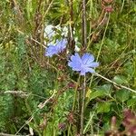 Cichorium endiviaBlomst