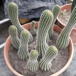 Echinopsis schickendantzii Hoja