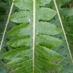 Sonchus congestus Blatt