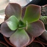 Aeonium nobile 葉