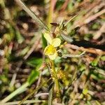 Chamaecrista mimosoides Flor