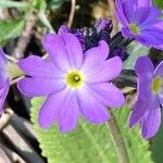 Primula denticulata Flower