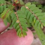 Phyllanthus caroliniensis Цвят