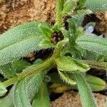 Buglossoides incrassata Fruit