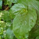 Synedrella nodiflora Leaf