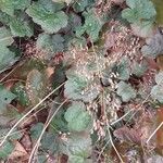 Heuchera micrantha Folha