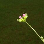 Pavonia schiedeana Fleur