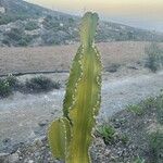 Euphorbia murielii Leaf