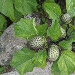 Datura metel ഫലം