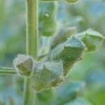 Teucrium botrys Écorce