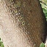 Alangium platanifolium Corteza
