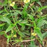 Commelina africana Leaf