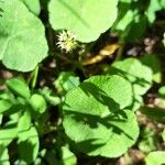 Hydrocotyle leucocephala Fulla