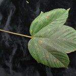 Acer sterculiaceum Хабит