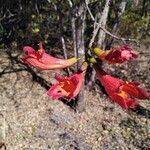 Fernandoa madagascariensis Flower