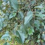 Alnus incanaFuelha