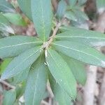 Archidasyphyllum diacanthoides Leaf
