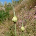 Allium commutatum Flor