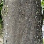 Acer pseudoplatanus Kôra
