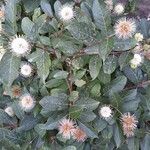 Cephalanthus occidentalis Kwiat