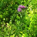 Cirsium palustre Flower