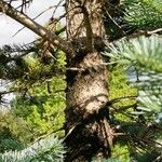 Abies lasiocarpa Corteccia