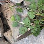 Ptychotis saxifraga Likasa