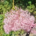 Filipendula rubra Flor