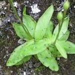 Pinguicula longifolia Hábito