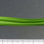 Carex grisea Други
