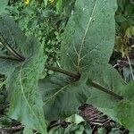 Silphium integrifolium পাতা