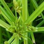 Cyperus eragrostis Цвят