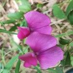 Lathyrus latifoliusFlower