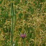 Tragopogon porrifolius Blodyn