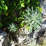 Euphorbia characias 形态